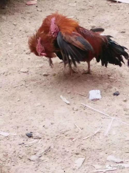 热门爆料公鸡打架视频播放,鸡界“拳击手”大比拼！
