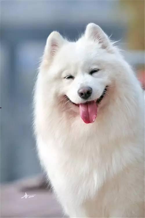 爆料三只萨摩耶视频大全,萌宠集结!三只萨摩耶欢乐视频大盘点 第3张 爆料三只萨摩耶视频大全,萌宠集结!三只萨摩耶欢乐视频大盘点 第3张